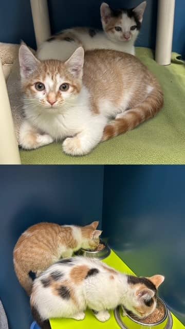 COPPER - Domestic Mediumhair available for adoption