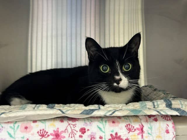 FELICITY - Domestic Shorthair available for adoption