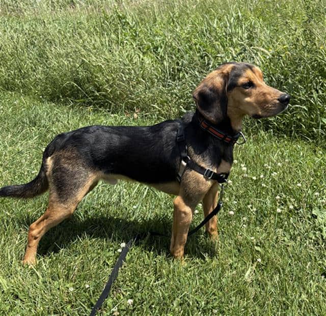 ARCHIE - Beagle mix available for adoption in Ontario