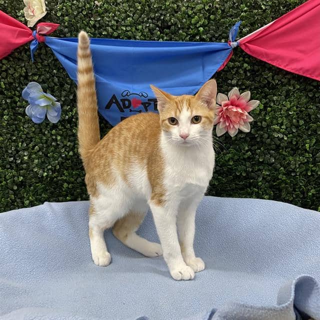 BOBBLE - Domestic Shorthair available for adoption