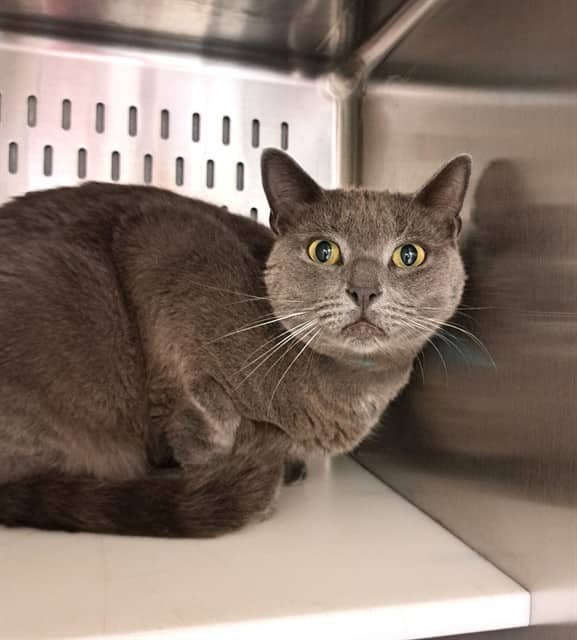 WILBUR - Domestic Shorthair cat available for adoption at Ottawa Humane Society in Ottawa