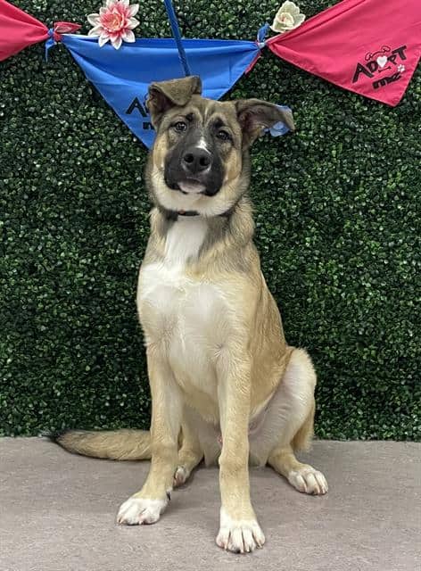 KIP - German Shepherd Dog mix available for adoption