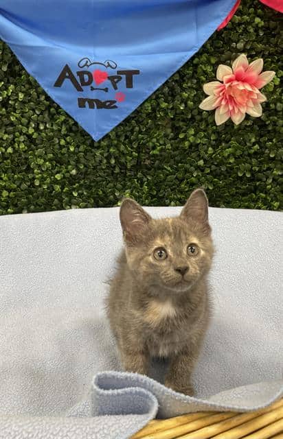 PERIWINKLE - Domestic Shorthair available for adoption