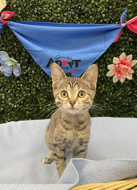 SILVERMIST - Domestic Shorthair available for adoption