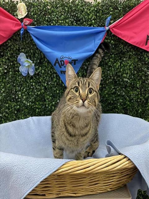 FLAX - Domestic Shorthair available for adoption