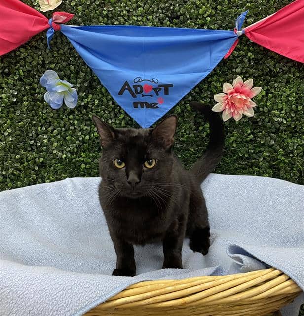 BARLEY - Domestic Shorthair cat available for adoption at Saskatoon Animal Control Agency in Saskatoon