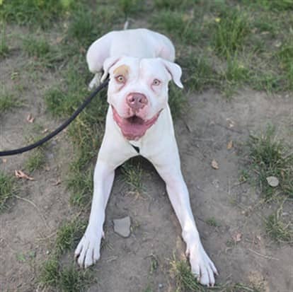 BRONX - American Bulldog mix available for adoption in Ontario