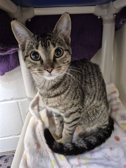 MAPLE - Domestic Shorthair cat available for adoption at City of Toronto Animal Services in Toronto