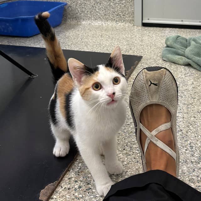 CALLI - Domestic Shorthair cat available for adoption at Ottawa Humane Society in Ottawa