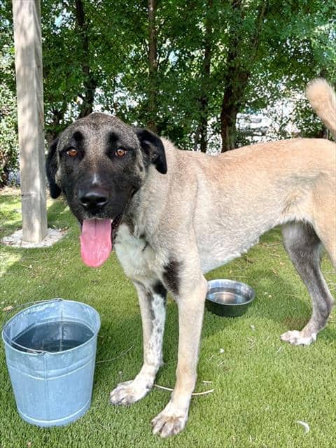 FRANCIS - Anatolian Shepherd available for adoption at City of Toronto Animal Services in Toronto