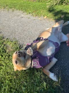 CARAMEL - Jack (Parson) Russell Terrier mix available for adoption at Ottawa Humane Society in Ottawa