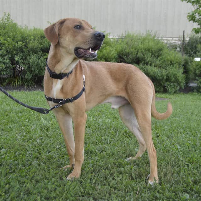 STAN - Retriever mix available for adoption in Ontario