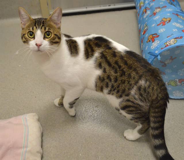 PEANUT - Domestic Shorthair cat available for adoption at Ottawa Humane Society in Ottawa