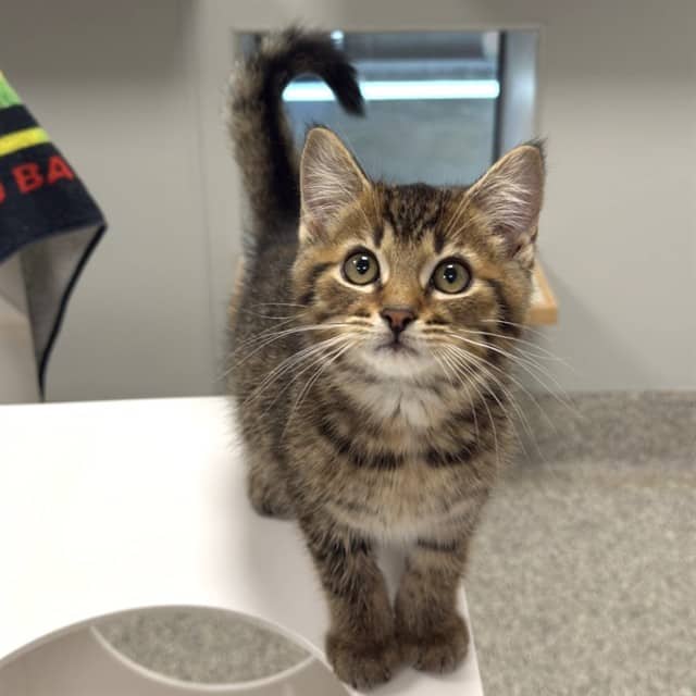 AERO - Domestic Longhair cat available for adoption at Ottawa Humane Society in Ottawa