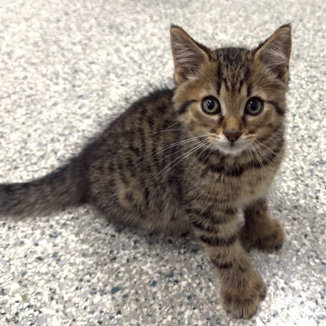 CARAMILK - Domestic Longhair available for adoption