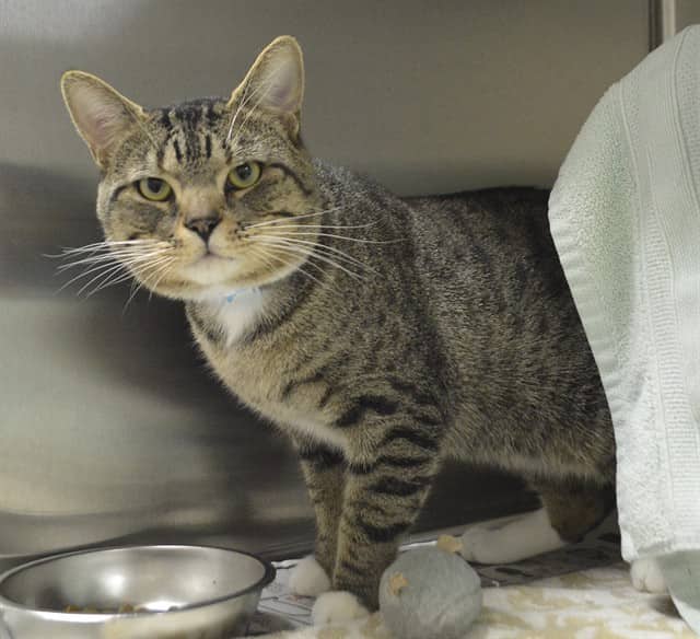 GORDO - Domestic Shorthair cat available for adoption at Ottawa Humane Society in Ottawa