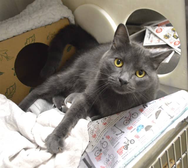 ZIGGY - Domestic Shorthair cat available for adoption at Ottawa Humane Society in Ottawa