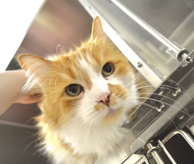 GINGER - Domestic Mediumhair available for adoption
