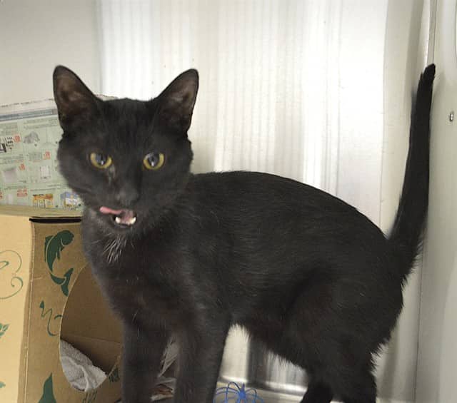 CLIVE - Domestic Shorthair available for adoption