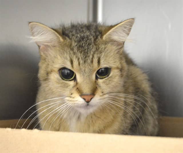 AROURA - Domestic Mediumhair cat available for adoption at Ottawa Humane Society in Ottawa