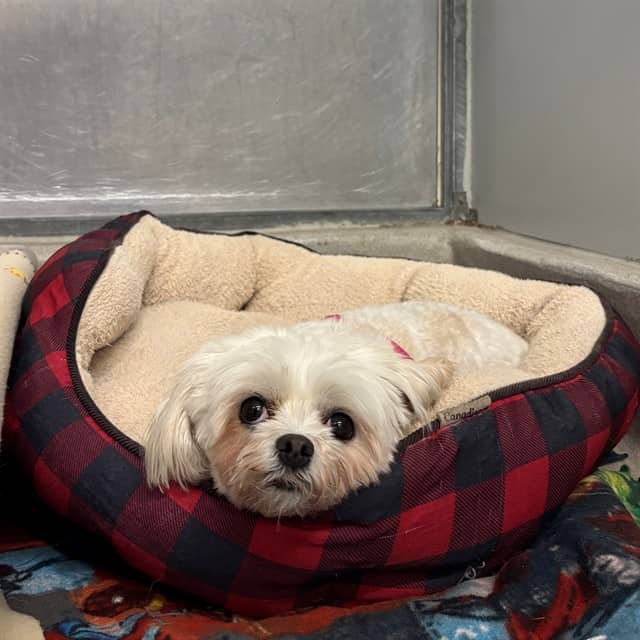 BEBE - Bichon Frise available for adoption at Ottawa Humane Society in Ottawa