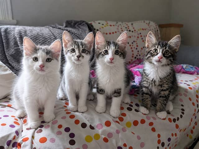 LATHER - Domestic Mediumhair cat available for adoption in Ontario
