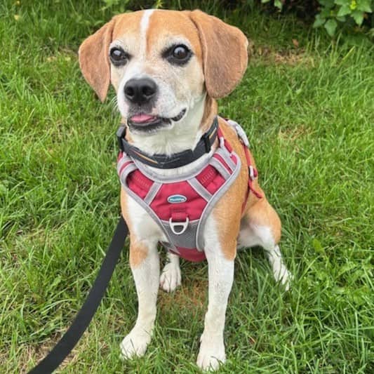 BETA - Beagle and Boston Terrier available for adoption in Ontario