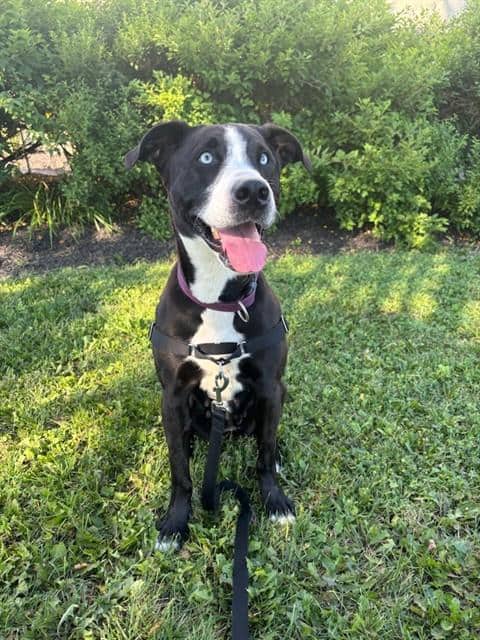 DANI - Retriever mix available for adoption