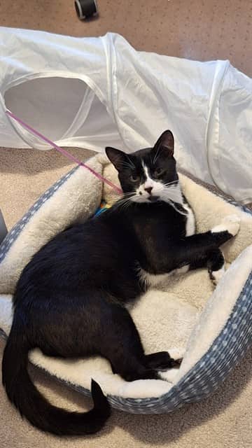 BEN - Domestic Shorthair available for adoption