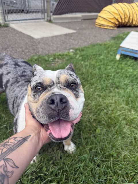 NALA - Bulldog mix available for adoption