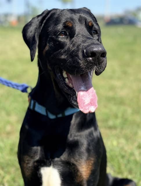 CONAN - Doberman Pinscher and Mastiff available for adoption in Ontario