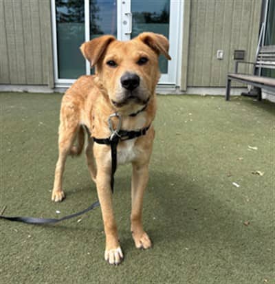 PICASSO - Retriever mix available for adoption at Ottawa Humane Society in Ottawa