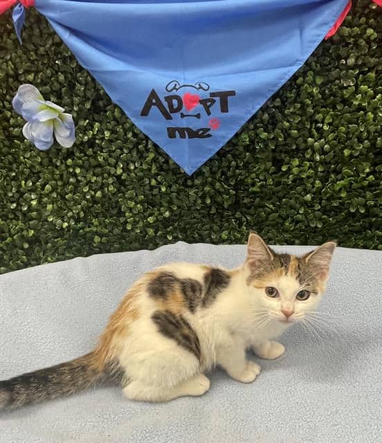 SAGE - Domestic Shorthair cat available for adoption in Saskatchewan