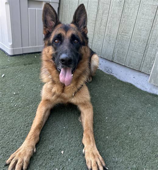 LONGO - German Shepherd Dog available for adoption