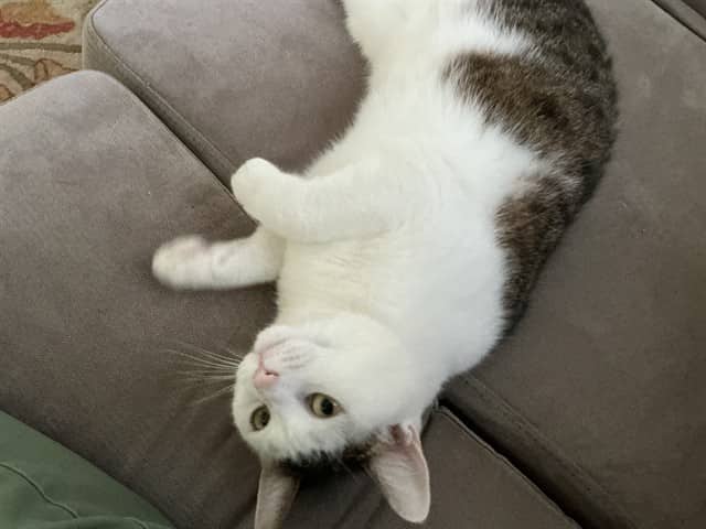 MADELINE - Domestic Shorthair available for adoption