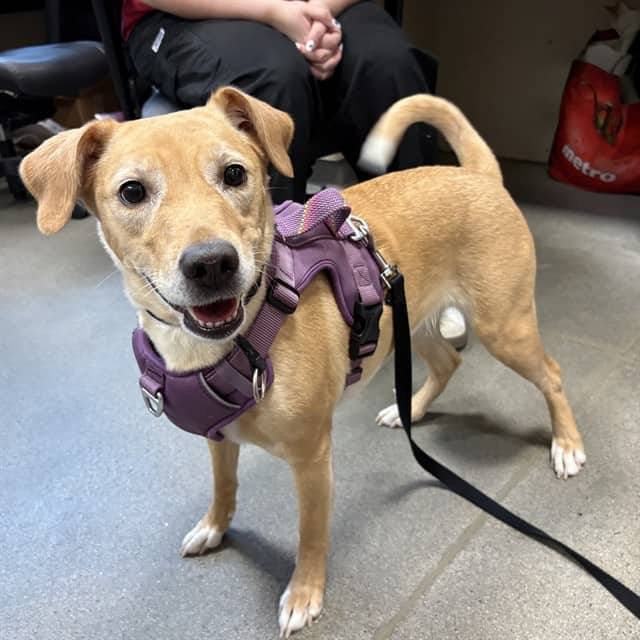 CARAMEL - Jack (Parson) Russell Terrier mix available for adoption in Ontario