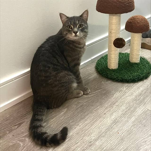 MILO - Domestic Shorthair cat available for adoption at Ottawa Humane Society in Ottawa