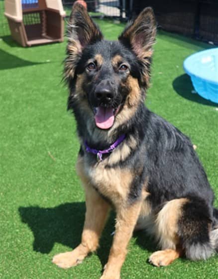 NORA - German Shepherd Dog available for adoption