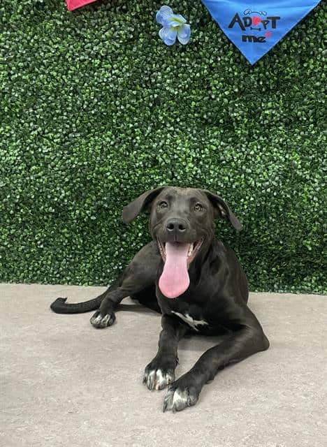 PRECIOUS - Labrador Retriever mix available for adoption in Saskatchewan