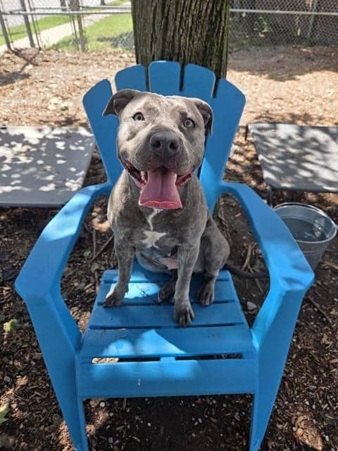 SAPPHIRE - American Bulldog available for adoption