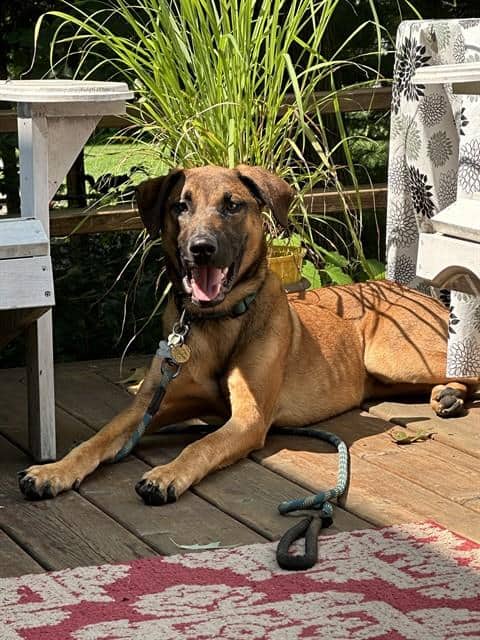 SATURN - German Shepherd Dog mix available for adoption at City of Toronto Animal Services in Toronto