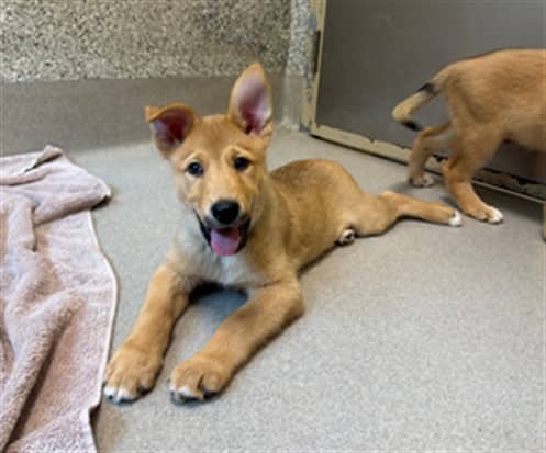 WRIGLEY - German Shepherd Dog and Siberian Husky available for adoption at Ottawa Humane Society in Ottawa