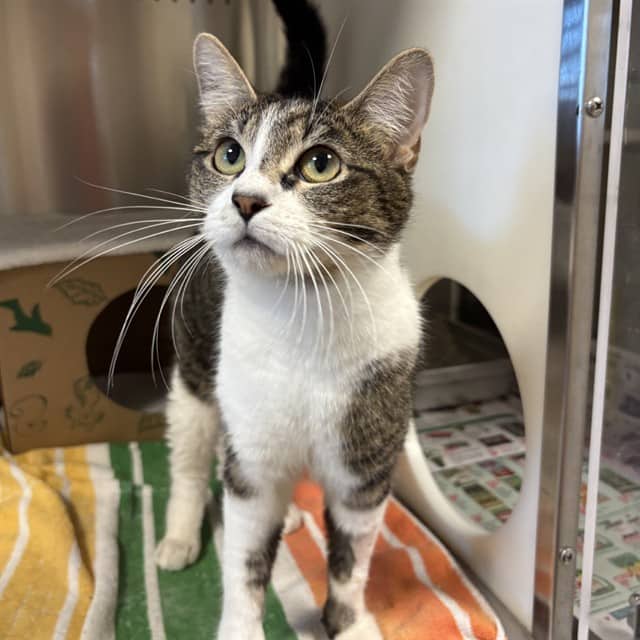LULU - Domestic Shorthair cat available for adoption at Ottawa Humane Society in Ottawa