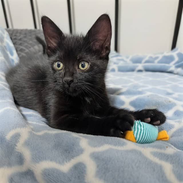 OSWALD - Domestic Shorthair cat available for adoption at Ottawa Humane Society in Ottawa