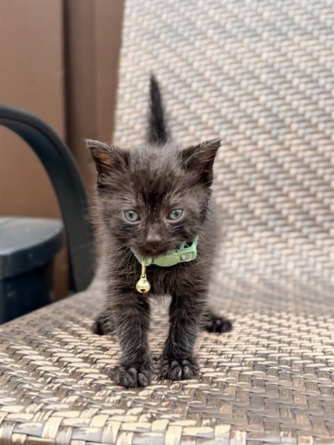 CARL - Domestic Shorthair available for adoption