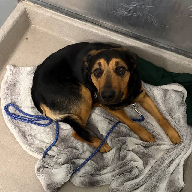 PHEONIX - Rottweiler and German Shepherd Dog available for adoption