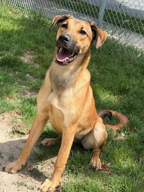 NEPTUNE - German Shepherd Dog mix available for adoption