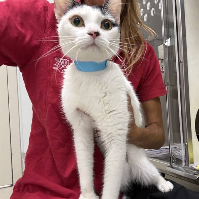 IRIS - Domestic Shorthair cat available for adoption at Ottawa Humane Society in Ottawa