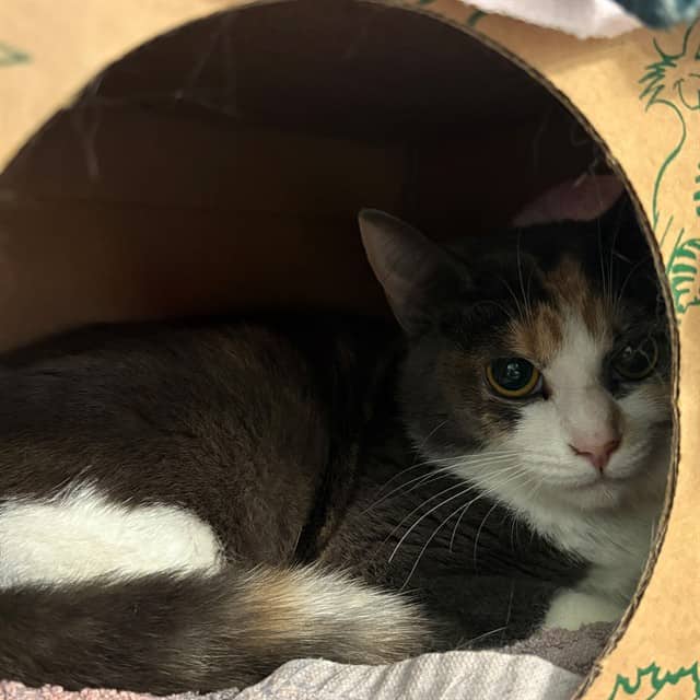 VENUS - Domestic Shorthair available for adoption
