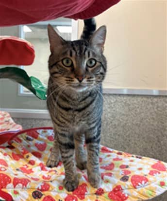 OVI - Domestic Shorthair available for adoption